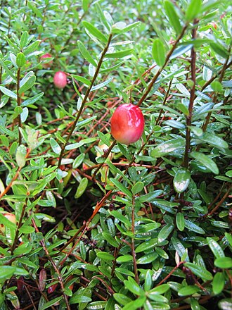 Extracto de arándano