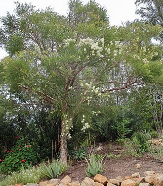 Aceite esencial de árbol de té