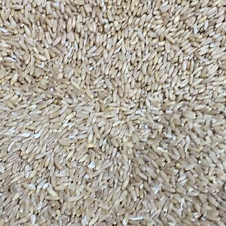 Avena