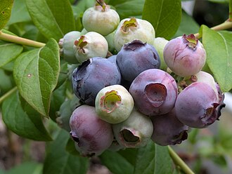 Blueberry