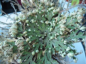 Extracto de flor de Jericó