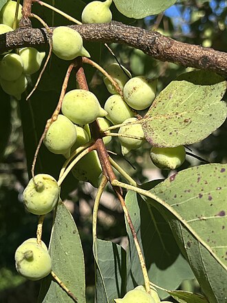 Kakadu