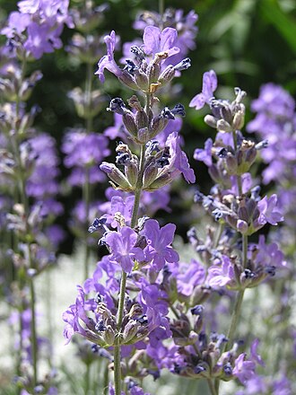 Aceite esencial de lavanda