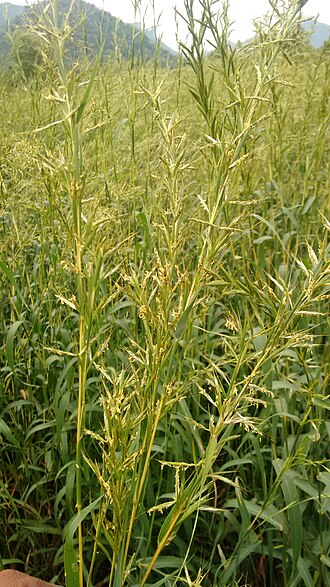 Aceite esencial de palmarosa