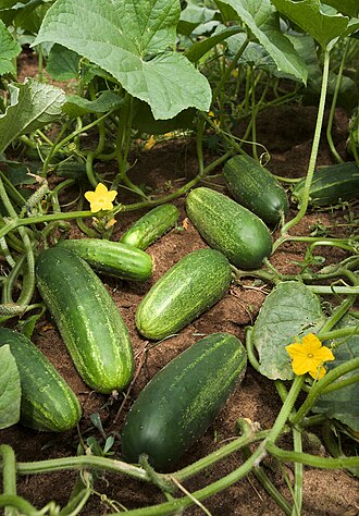 Extracto de pepino