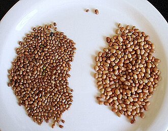 Vigna aconitifolia